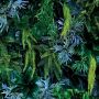 Acrylic Wall Panel - 1200mm x 2400mm x 4mm Plant Wall