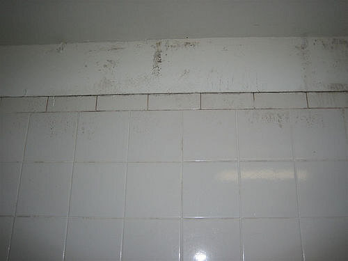 Mould Stains